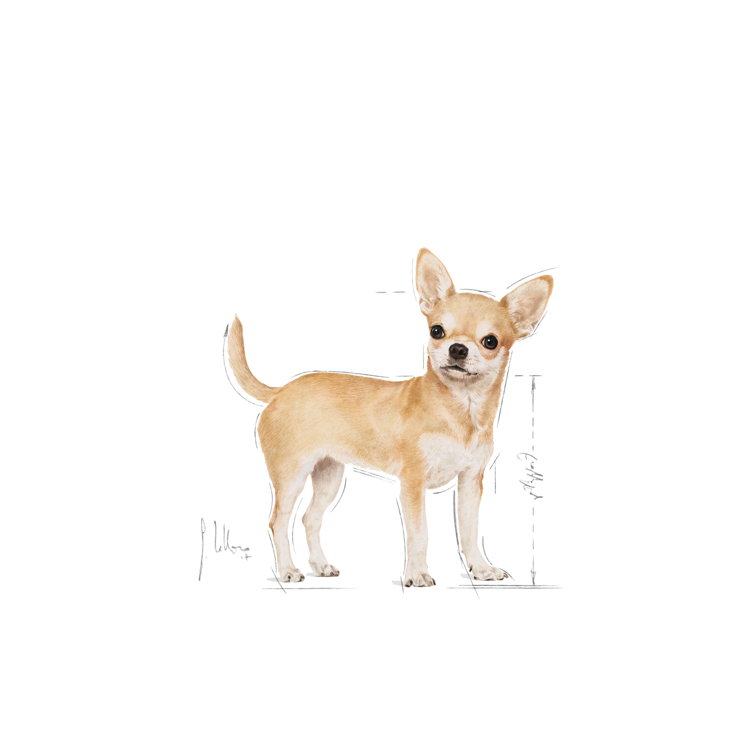 Royal Canin Chihuahua - (3kg)