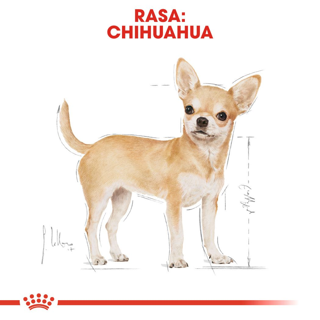 Royal Canin Chihuahua - (3kg)