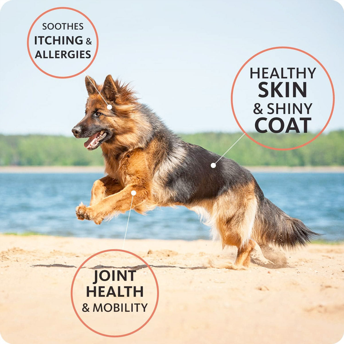 Brilliant - Salmon Oil for Dogs and Cats
