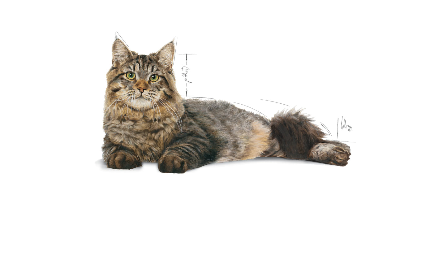 Royal Canin Urinary Care - Cat