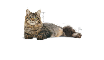 Royal Canin Urinary Care - Cat