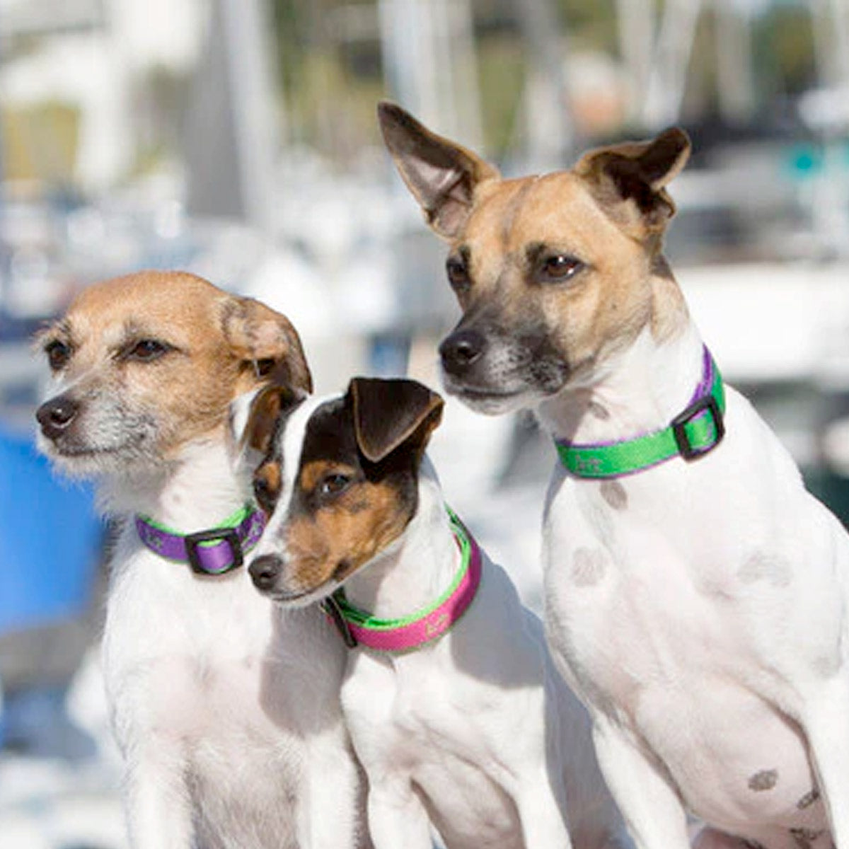 LupinePet Adjustable Collar for Small Dogs – Bermuda Pink