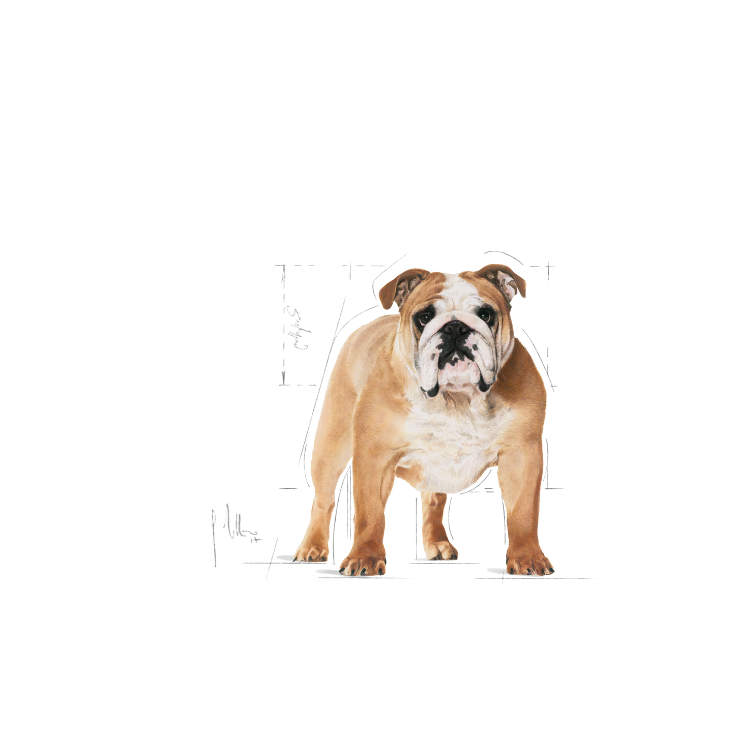 Royal Canin Bulldog - (12kg)
